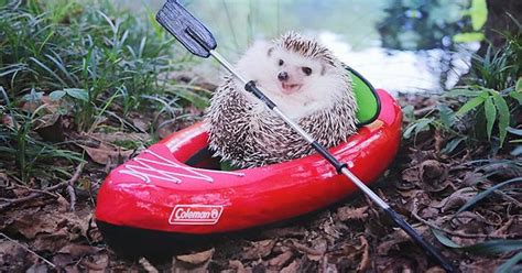 this little hedgehog went camping and it s the cutest thing ever