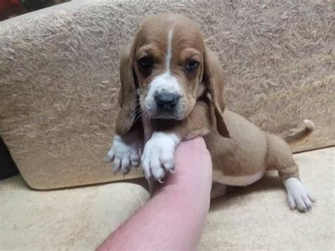 Female Bassett Hound Puppy For Sale Jackson Puppies For Sale Near Me