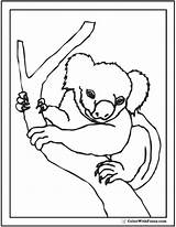 Koala Coloring Pages Bear Color Getcolorings sketch template