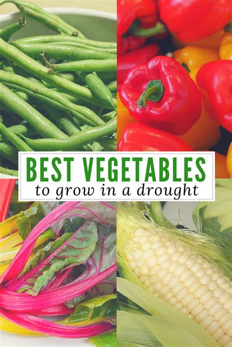 Best Vegetables To Grow In A Drought Growing Vegetables