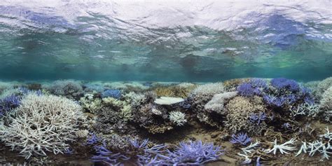 Ocean Acidification Week Coral Reefs Are Facing Bleaching Due To