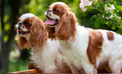 Cavalier King Charles Spaniel Growth Chart And Weight Chart