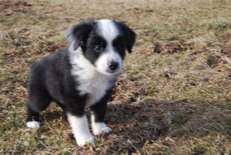 White And Black Australian Shepherd Pup Hi Res 720p Hd