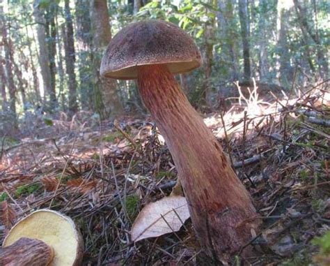 California Fungi Boletus Mirabilis