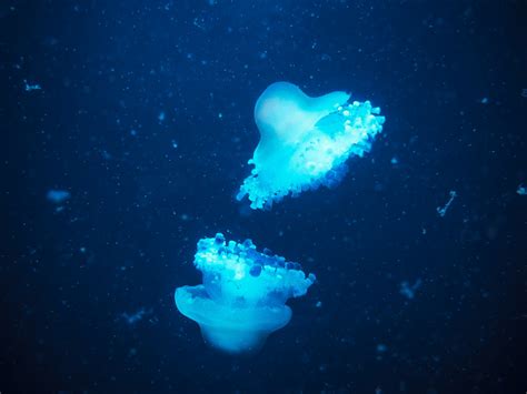 Free Images Nature Ocean Diving Swim Drive Jellyfish Blue