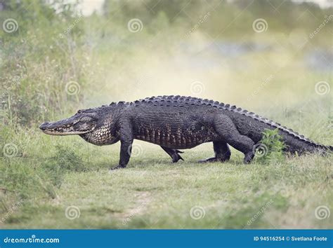Large American Alligator Walking Stock Photo Image Of Reptile Animal