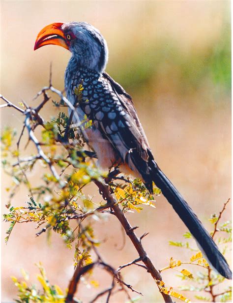 Common Hornbill Kruger Nat Pk South African Birds African Animals