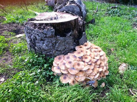 Mushrooms Growing In My Backyard Can You Help Me Identify Edible