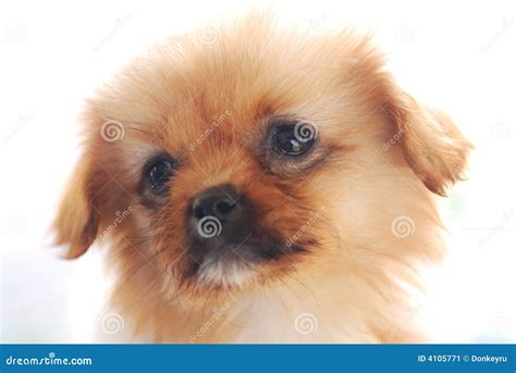 A Puppy With Sad Face Stock Image Image Of Puppy Baby 4105771
