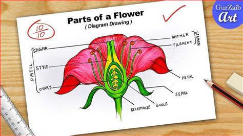 How To Draw Parts Of Flower Diagram Cbse Labelled Longitudinal