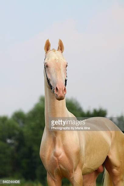 Akhal Teke Horses Fotografías E Imágenes De Stock Getty Images