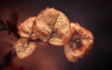 Download Wallpaper 3840x2400 Branch Close Up Leaves Dry Background