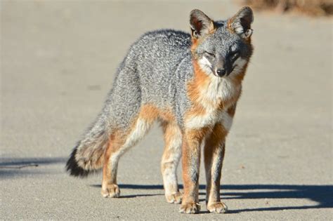 Gray Fox Mammals Of Wisconsin · Inaturalist