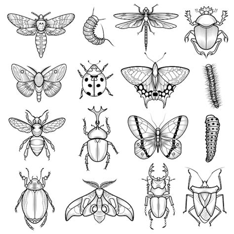 Insect Outline Images Free Vectors Stock Photos And Psd