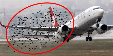 What Happens During Bird Strike When Planes Hit A Bird Business Insider