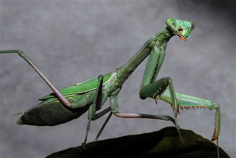 Filepraying Mantis California Wikipedia