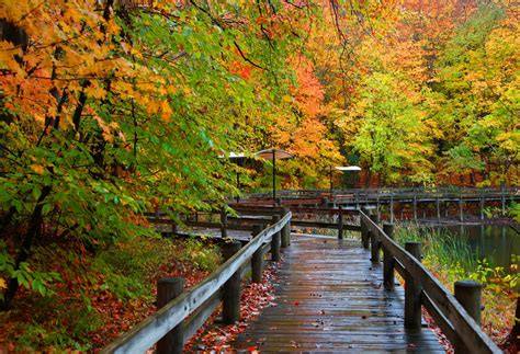 Walking Bridge In Autumn Forest Hd Wallpaper Background