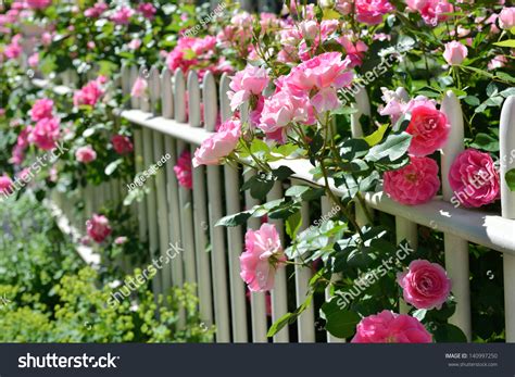 June Garden Climbing Pink Roses On White Fence Stock Photo 140997250