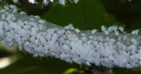 Woolly Aphids Control Getting Rid Of Wooly Aphids