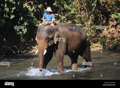 An Elephant Leaves The River After Its Bath At The Chiang Dao Elephant Training Centre Chiang