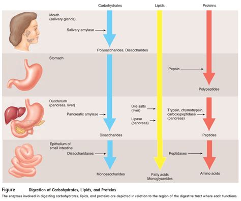 Digestion Absorption And Transport In Digestive System