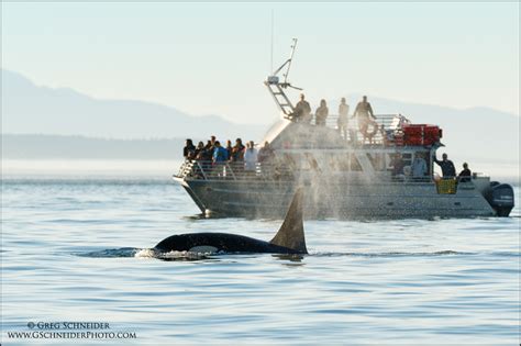 Orca Surfacing By Whale Watching Tour