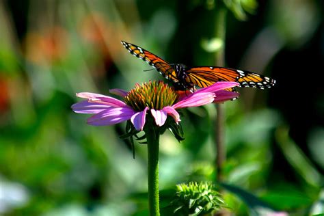 Butterfly On Cone Flower Photograph By Linda Weyers Fine Art America