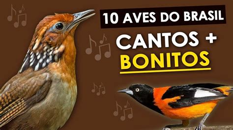 As 10 Aves Com Cantos Mais Bonitos Do Brasil Pássaros Brasileiros Com
