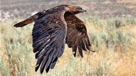 Desert Eagle Bird