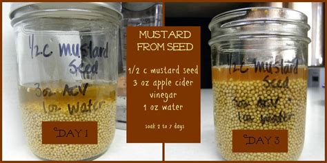Homemade Mustard From Seeds Or Powder Preparednessmama