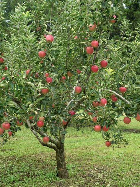 Zone 5 Fruit Trees Guide To Growing Fruit Trees In Zone 5 Gardens