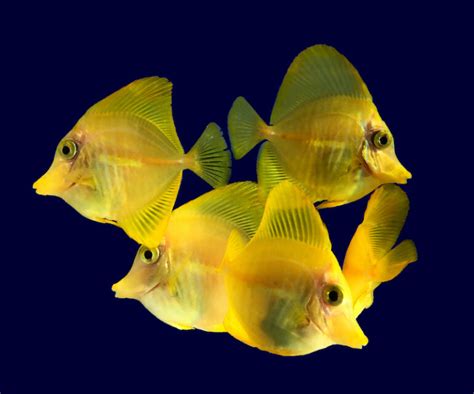 Yellow Tang Reaches Astounding New Market Price Reef Builders The
