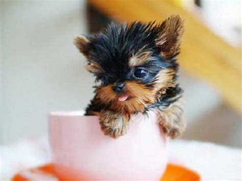 How much are teacup yorkies puppies. Teacup Yorkie Price: How Much Does a Teacup Yorkie Cost ...