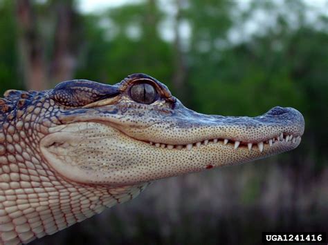 American alligator, Alligator mississippiensis (Crocodilia: Alligatoridae) - 1241416