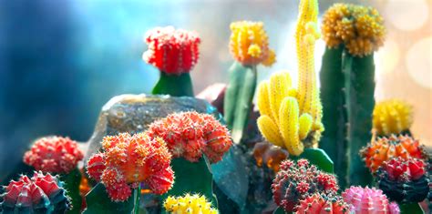 Top 111 Imagenes De Cactus De Colores Destinomexicomx