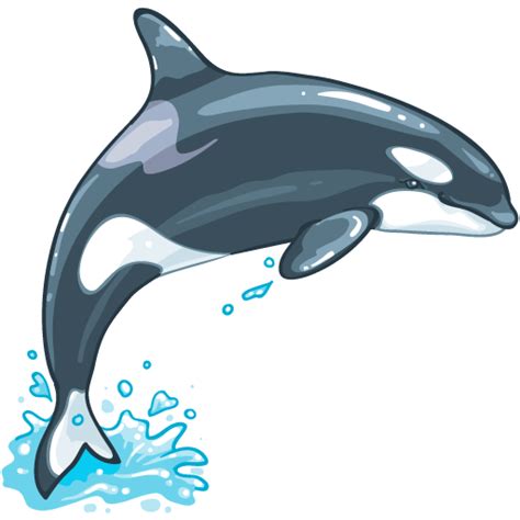 Killer Whale Png Transparent Image Download Size 1024x1024px