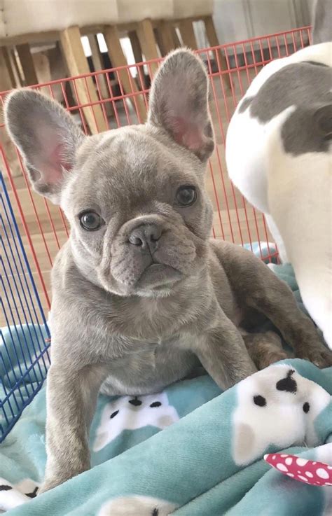 Figure out even more details on Bulldogs. Visit our site ...