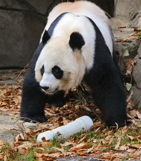 Giant Panda Mei Xiang At The Smithsonians Nationa Zoo Usa On November
