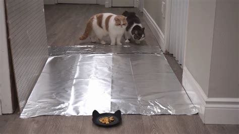 Do Cats Walk On Foil Lets Test It Youtube
