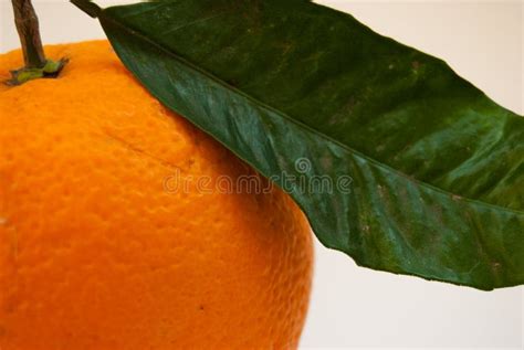 Close Up Of A Single Fresh Orange With Green Leaf Stock Image Image