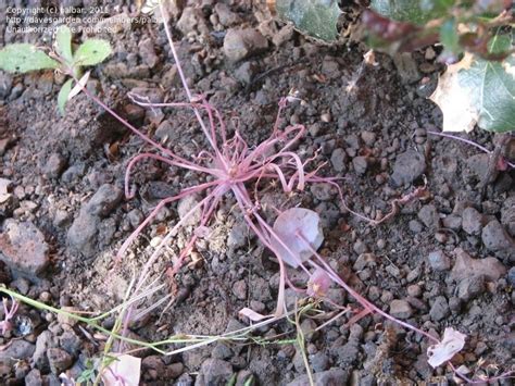 Plant Identification Closed Plant Growing In Near Dark Pink With