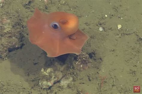 Newly Discovered Cute Octopus Proves Adorable Things Do Live In The