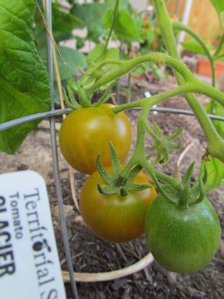 Over 250 tomato varieties listed with many pictures and descriptions. Not Quite a Cottage Garden
