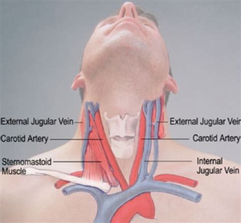 Veins of head and neck. Appalachian Mountain Club's Equipped: The Warmest 2-Ounce ...