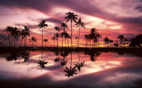 Sunset Palm Tree Cloud Sky Reflection K Ultra Hd Mobile Wallpaper Vrogue