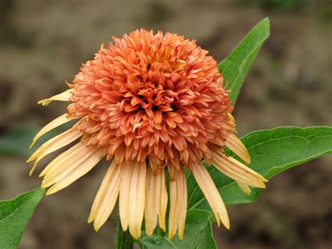 Ft retail… on for decades.supplies since the staff at the hadley garden center have been helping… Supreme Cantaloupe Coneflower (Echinacea 'Supreme ...