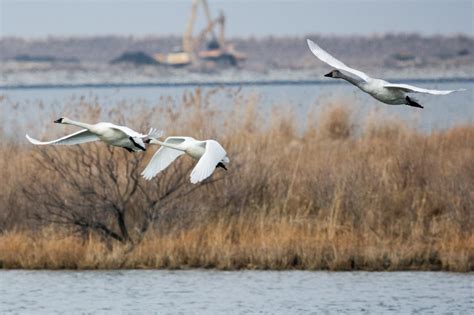 Flying South For The Winter These Birds Did It First — Potomac Conservancy