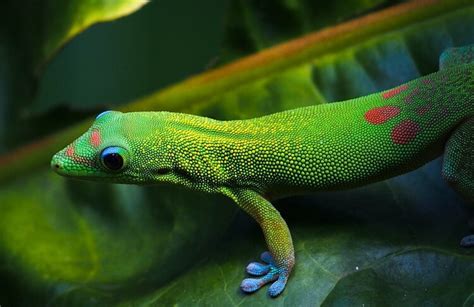 Types Of Geckos 15 Best Pet Gecko Species Everything Reptiles