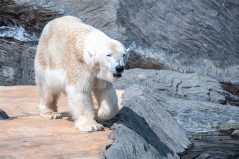 Whote Polar Bear Walking In The Zoo Stock Image Image Of Arctic