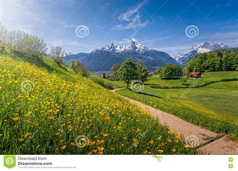 Idyllic Alpine Landscape With Blooming Meadows And Snow Covered